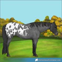 Horse Color:Blue Roan Blanket 