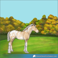 Horse Color:Gray White Spotted Silver Sable Cream Champagne Pearl Dun Tobiano Frame Appaloosa