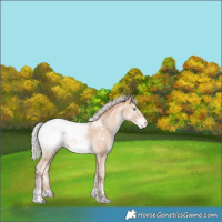 Horse Color:White Spotted Silver Sable Champagne Pearl Tobiano Appaloosa Rabicano
