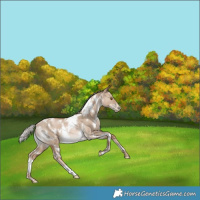 Horse Color:White Spotted Silver Grullo Pearl Rabicano