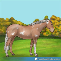 Horse Color:White Spotted Silver Black Pearl Tobiano 