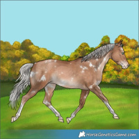 Horse Color:White Spotted Silver Brown Snowdrop Pearl Tobiano Varnish Rabicano 