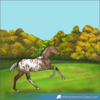 Horse Color:Gray Silver Brown Pearl Dun Tobiano Appaloosa 