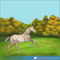 Horse Color:Gray White Spotted Silver Sable Champagne Pearl Dun Rabicano