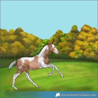 Horse Color:Silver Brown Snowdrop Pearl Splash Tobiano Varnish Rabicano 