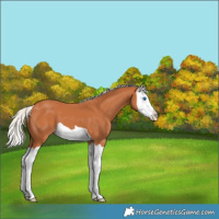 Horse Color:Silver Bay Splash 