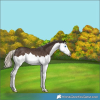 Horse Color:Gray Silver Black Splash Rabicano