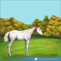 Horse Color:Silver Bay Splash Appaloosa 