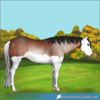 Horse Color:Gray Bay Splash Rabicano 
