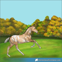 Horse Color:Gray White Spotted Silver Sable Cream Champagne Pearl Tobiano Appaloosa Rabicano 