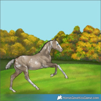 Horse Color:Gray White Spotted Silver Smoky Grullo Pearl Splash Tobiano Rabicano