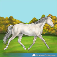 Horse Color:White Spotted Silver Amber Cream Champagne Pearl Dun Tobiano Frame Rabicano 