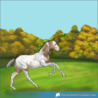 Horse Color:Gray Silver Bay Snowdrop Pearl Dun Splash Tobiano Near Fewspot 