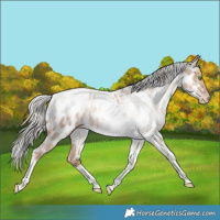 Horse Color:White Spotted Silver Bay Pearl Dun Tobiano Appaloosa Rabicano 