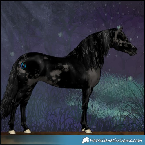 Horse Color:Void Black Splash Tobiano Frame Rabicano 