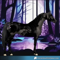 Horse Color:Void Black Splash Tobiano Frame Rabicano
