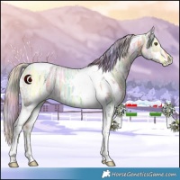 Horse Color:Nacre White Spotted Silver Buckskin Ice Dun Tobiano