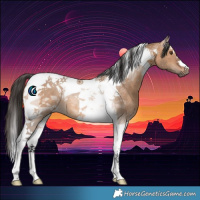 Horse Color:Bay Dun Tobiano Rabicano