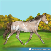 Horse Color:White Spotted Bay Snowdrop Pearl Dun Sabino Varnish Rabicano 
