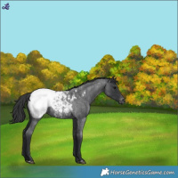 Horse Color:Blue Roan Appaloosa 