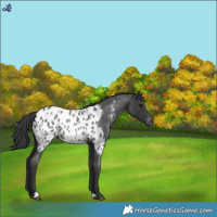 Horse Color:Blue Roan Appaloosa 