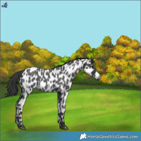 Horse Color:Blue Roan Leopard