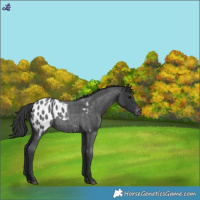 Horse Color:Blue Roan Appaloosa Rabicano