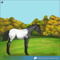 Horse Color:Blue Roan Appaloosa 