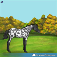 Horse Color:Blue Roan Appaloosa 