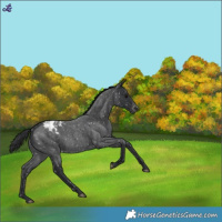 Horse Color:Blue Roan Appaloosa 