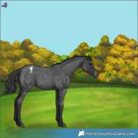 Horse Color:Blue Roan Appaloosa