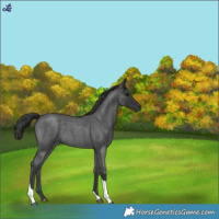 Horse Color:Blue Roan Tobiano