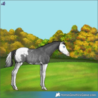 Horse Color:Blue Roan Splash Snowcap Rabicano 