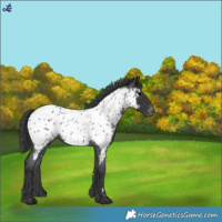 Horse Color:Blue Roan Appaloosa 