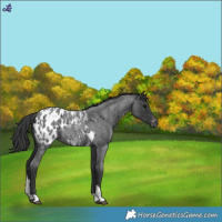 Horse Color:Blue Roan Tobiano Appaloosa 