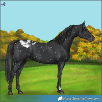 Horse Color:Black Appaloosa 