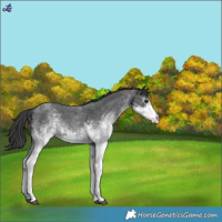 Horse Color:White Spotted Blue Roan Appaloosa 