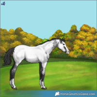 Horse Color:Blue Roan Splash Near Fewspot 