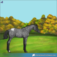 Horse Color:Blue Roan Appaloosa 