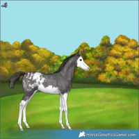 Horse Color:Smoky Blue Roan Splash Blanket 