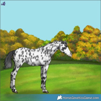 Horse Color:Blue Roan Appaloosa 