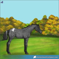 Horse Color:Blue Roan Snowflake Varnish