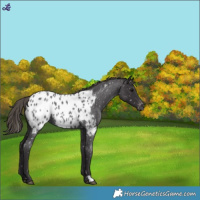 Horse Color:Smoky Blue Roan Appaloosa