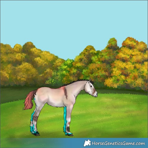 Horse Color:Liver Red Dun Onyx Sabino 