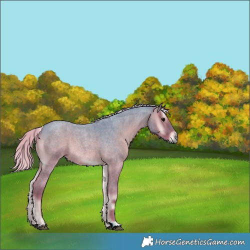 Horse Color:Watercolor Silver Blue Onyx Roan 