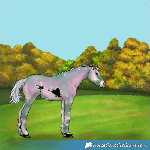 Horse Color:Watercolor White Spotted Silver Blue Onyx Roan 