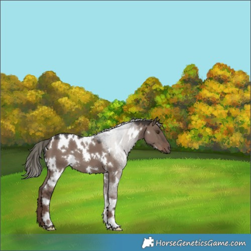 Horse Color:White Spotted Liver Red Dun Mushroom 