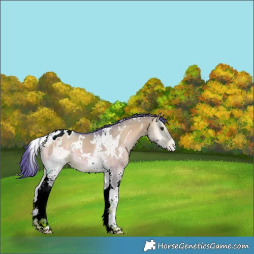 Horse Color:Watercolor White Spotted Liver Red Dun Onyx Tobiano Appaloosa 