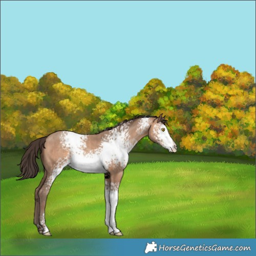 Horse Color:White Spotted Sable Champagne 
