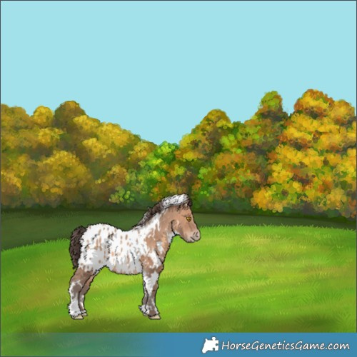 Horse Color:White Spotted Sable Champagne Appaloosa 